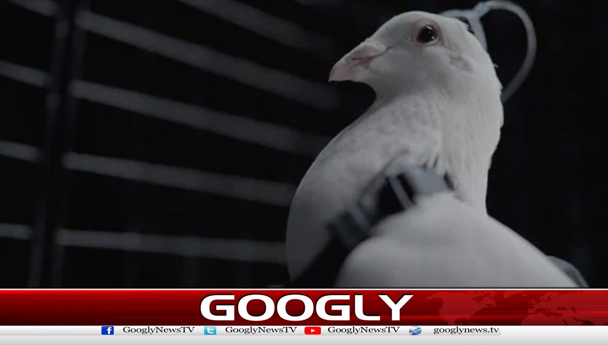 روسی کمپنی کا کبوتروں کو نگران ڈرون میں تبدیل کرنے کا دعویٰ