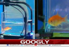Pet goldfish sets record by driving a car