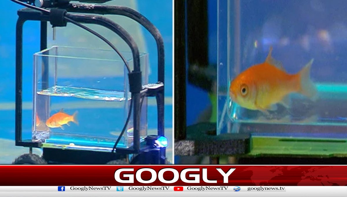 پالتو گولڈ فش نے کار چلا کر ریکارڈ بنا دیا