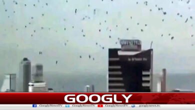 A flock of crows flying over Tel Aviv caused a stir