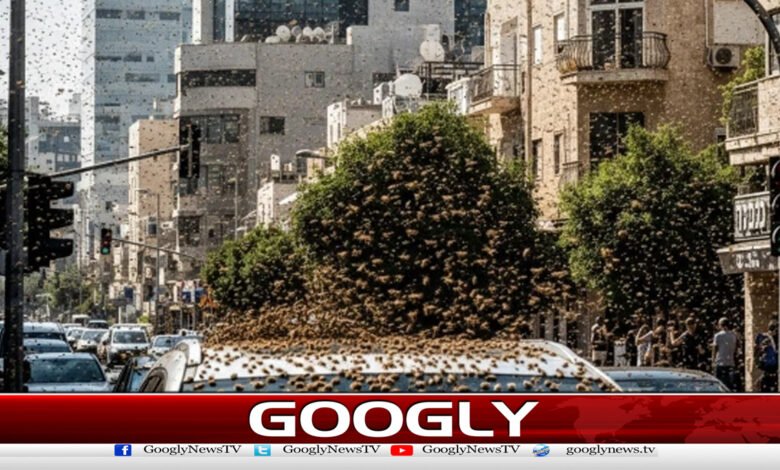 Bees attack various areas of Israel, video goes viral