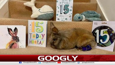 Britain's 'Herbie' declared world's longest-living rabbit