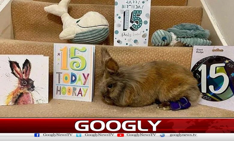 Britain's 'Herbie' declared world's longest-living rabbit