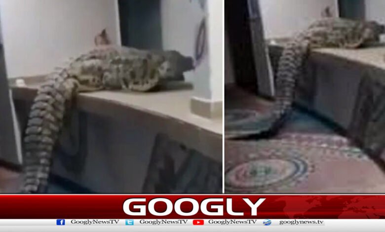 Video of crocodile entering hotel kitchen in Zimbabwe goes viral