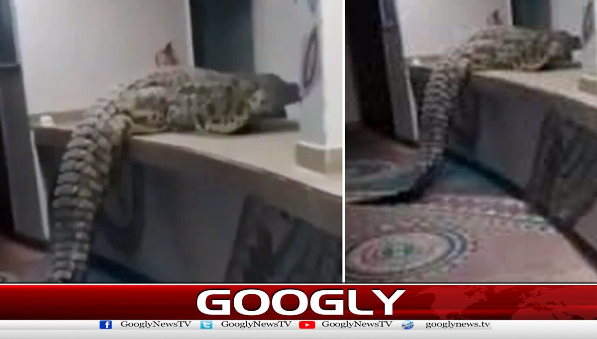  زمبابوے،ہوٹل کے کچن میں مگرمچھ داخل ہونے کی ویڈیو وائرل