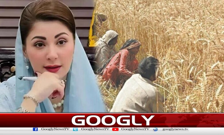 Maryam Nawaz announces free grain to wheat farmers