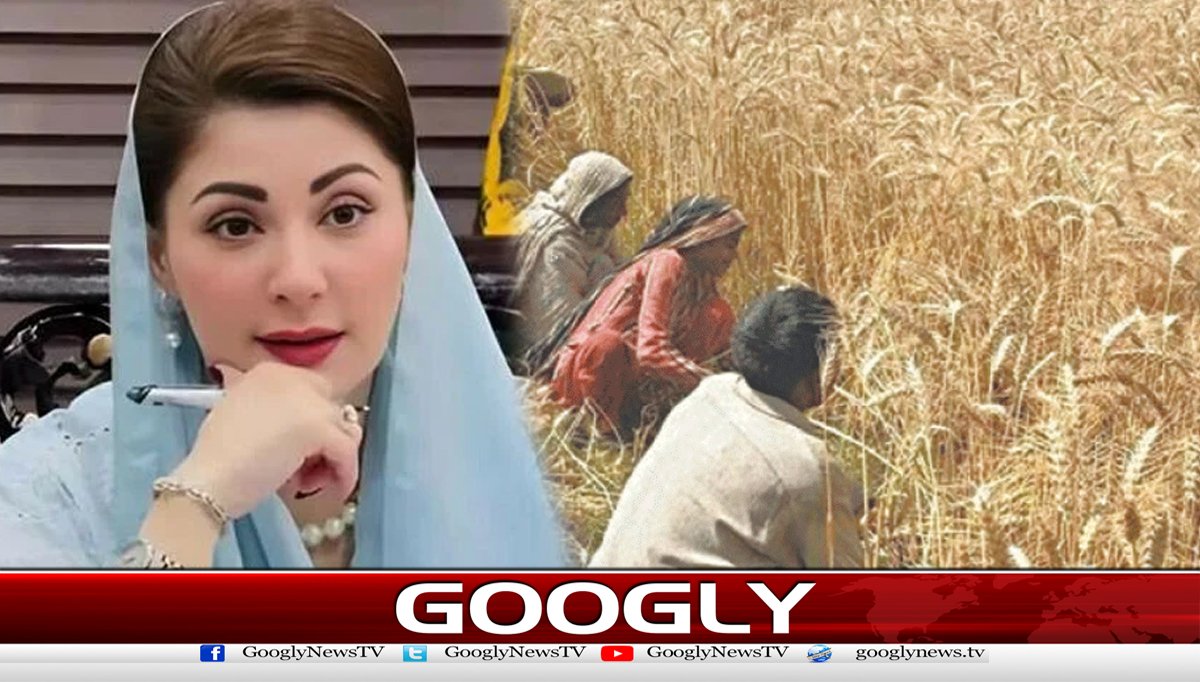 مریم نوازکا گندم کےکاشتکاروں کوباردانہ مفت دینے کا اعلان