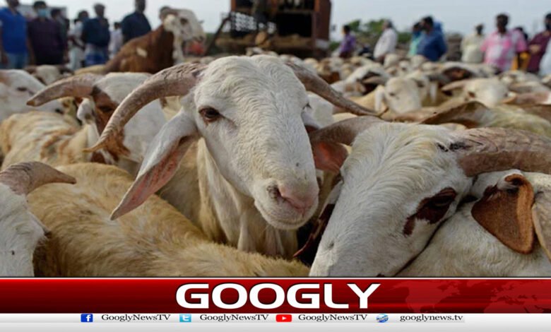 لائیو سٹاک کی کانگو وائرس سے متعلق ایڈوائزری جاری 1 Advisory issued regarding Congo virus in livestock