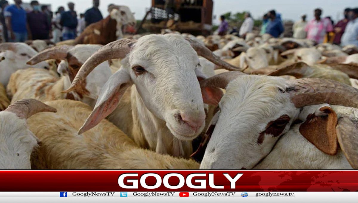 لائیو سٹاک کی کانگو وائرس سے متعلق ایڈوائزری جاری
