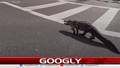 7-foot-long crocodile caught crossing highway