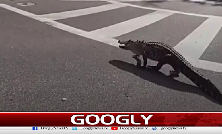 7-foot-long crocodile caught crossing highway