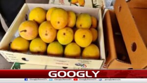 جاپان نے20سال بعد بھارتی آموں پر پابندی لگادی