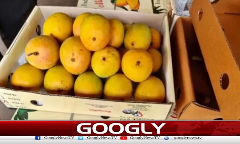 جاپان نے20سال بعد بھارتی آموں پر پابندی لگادی 1 Japan bans Indian mangoes after 20 years