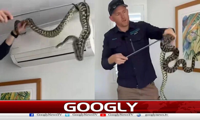 A snake sat on an air conditioner in Australia
