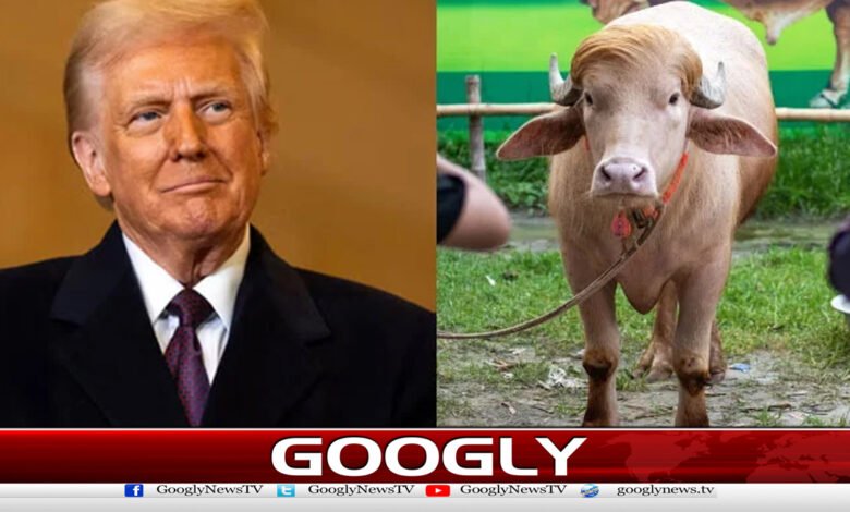 ڈونلڈ ٹرمپ‘ نامی بھینسے کی قربانی رکوا دی گئی 1 Sacrifice of a buffalo named 'Donald Trump' stopped