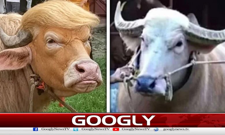 ٹرمپ اور نیتن یاہو سے مشابہت رکھنے والی بھینسیں وائرل 1 Buffaloes resembling Trump and Netanyahu go viral