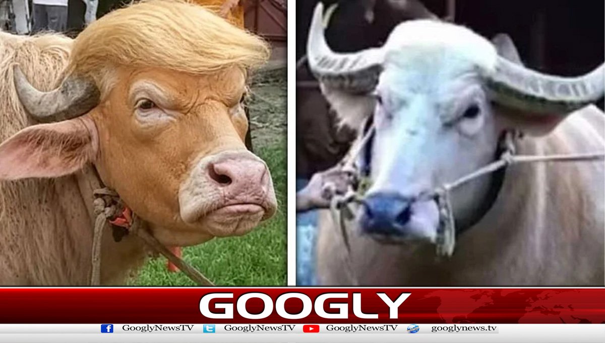 ٹرمپ اور نیتن یاہو سے مشابہت رکھنے والی بھینسیں وائرل