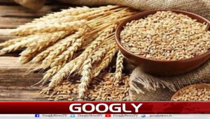 ای سی سی کی خیبرپختونخوا کو 50 ہزار میٹرک ٹن اضافی گندم فراہم کرنے کی منظوری