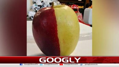 Rare two-tone apple attracts attention