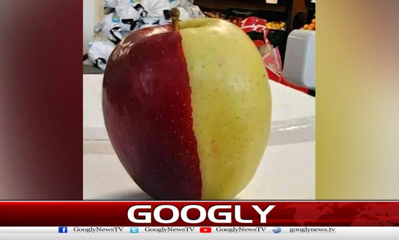Rare two-tone apple attracts attention