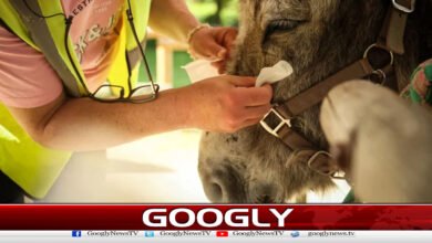France begins treating mental patients with the help of donkeys
