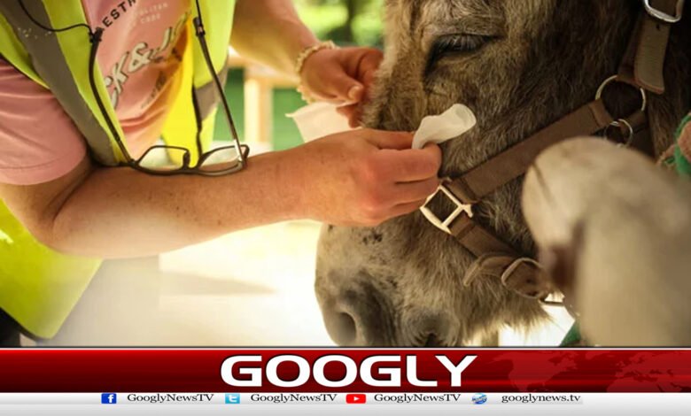 France begins treating mental patients with the help of donkeys