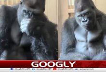 Gorilla lost in thought goes viral on social media