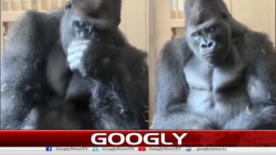 خیالوں میں کھویا گوریلا سوشل میڈیا پر وائرل 2 Gorilla lost in thought goes viral on social media