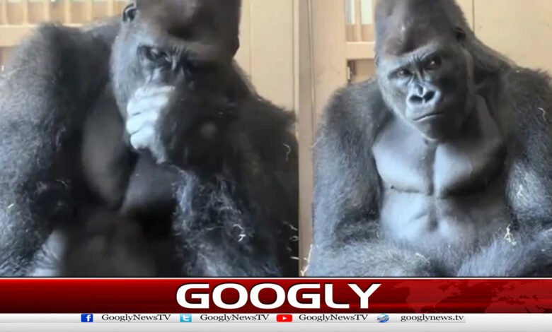 خیالوں میں کھویا گوریلا سوشل میڈیا پر وائرل 1 Gorilla lost in thought goes viral on social media
