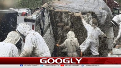 America, 2 million bees escaped from truck overturning