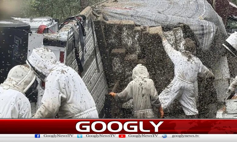 America, 2 million bees escaped from truck overturning