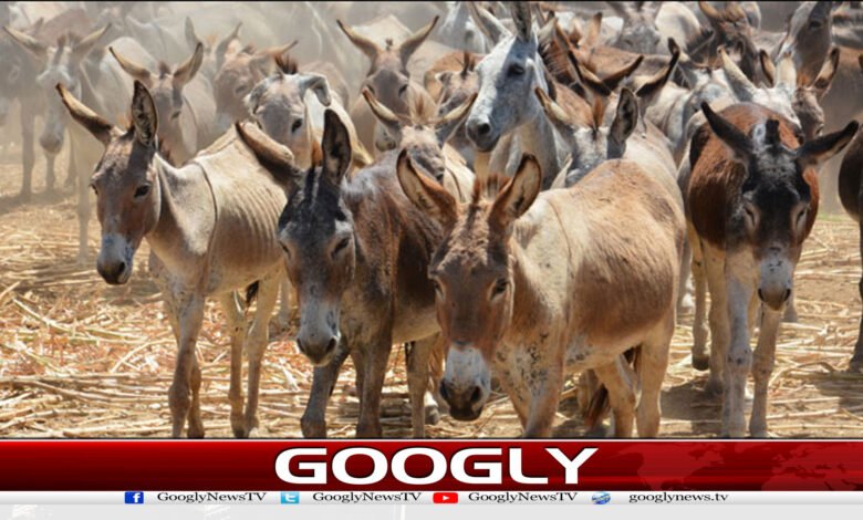 website Googly 14