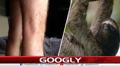 سائنس دانوں نے ایک اور مہلک وائرس سے خبردار کر دیا 2 Scientists warn of another deadly virus