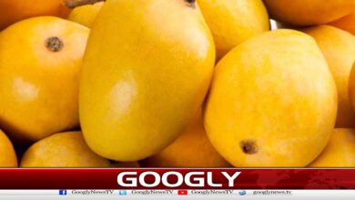 بھارت میں آم کی 2لاکھ11ہزارروپےفی کلوقیمت نےسب کوحیران کردیا 5 The price of mangoes in India at Rs. 211,000 per kilogram has shocked everyone.
