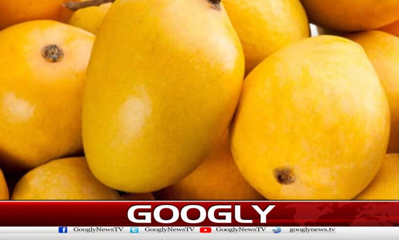 The price of mangoes in India at Rs. 211,000 per kilogram has shocked everyone.