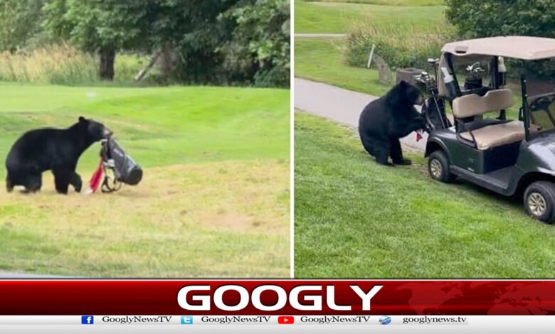 Bear flees with bag from golf course