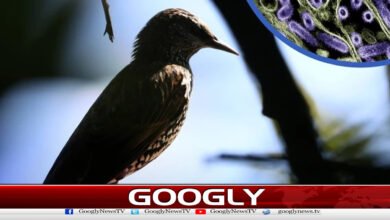 First case of deadly bird flu detected in New Zealand.