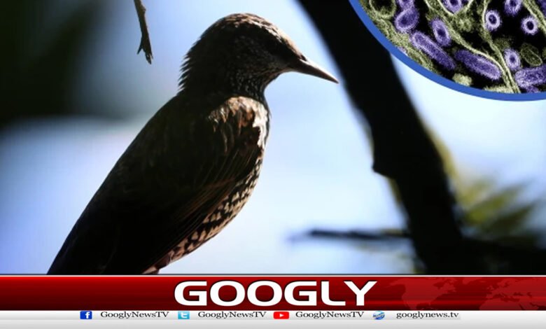 First case of deadly bird flu detected in New Zealand.