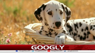 Rent a dog, a unique service introduced in China