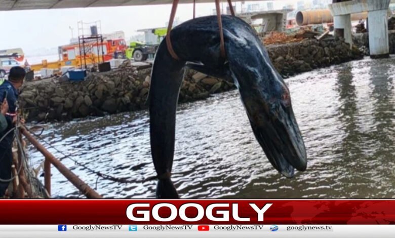 ممبئی کے ساحل پر وہیل کا بچہ ہلاک 1 Whale calf dies off the coast of Mumbai.
