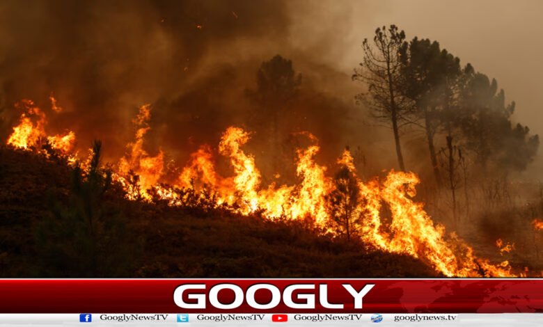 انگلینڈ میں شدید گرمی اور خشک سالی، جنگلاتی آگ نے تباہی مچا دی 1 Severe heat and drought in England, wildfires wreak havoc