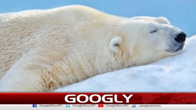 سوتے ہوئے ریچھ کوجگانےپرجرمانہ عائد 5 Fined for waking a sleeping bear