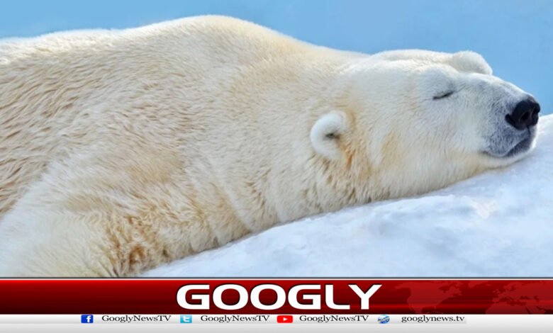 Fined for waking a sleeping bear
