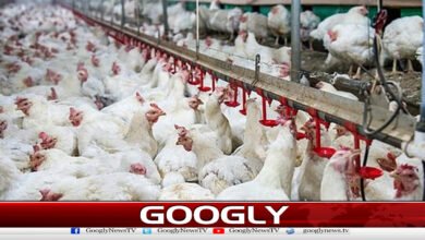 Modern poultry farming blamed for spread of dangerous bacteria