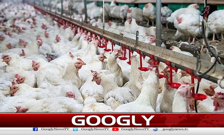 جدید پولٹری فارمنگ خطرناک بیکٹیریا کے پھیلاؤ کا سبب قرار 1 Modern poultry farming blamed for spread of dangerous bacteria