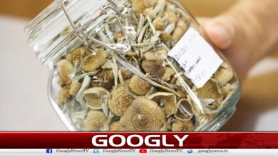 میجک مشروم کی ایک خوراک ڈپریشن کاپہلاعلاج قرار 2 A dose of magic mushrooms declared the first treatment for depression