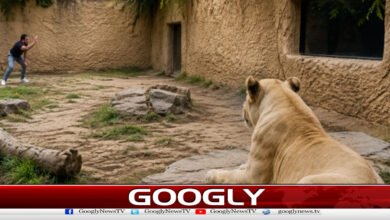 TikToker jumps into lion cage, video goes viral