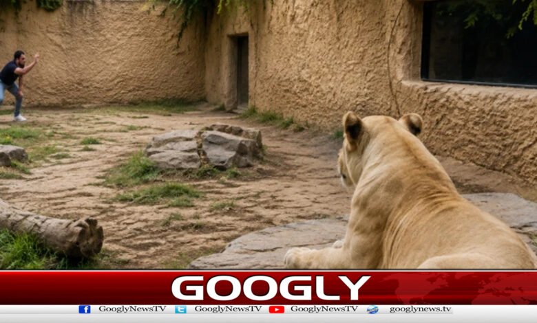 TikToker jumps into lion cage, video goes viral