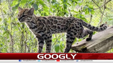 دنیا کو نئی بلی مل گئی 5 The world got a new cat