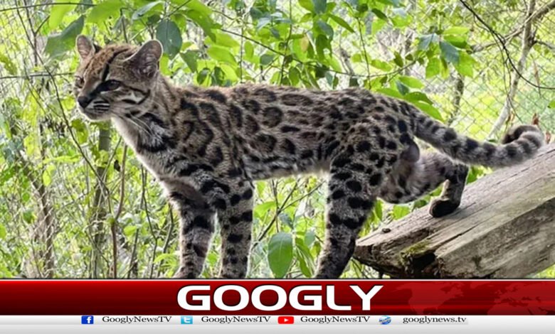 The world got a new cat